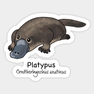 Endangered animals of Australia - Platypus (Ornithorhynchus anatinus) Sticker